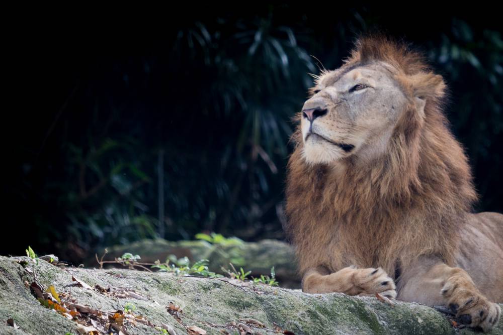 Singapore Zoo